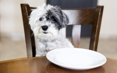 Aliments toxiques pour les chiens !