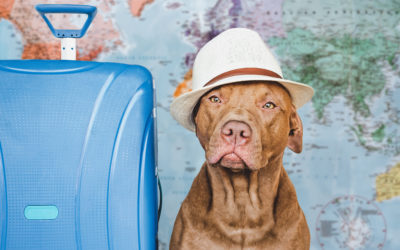 Pourquoi varier les balades avec son chien ?