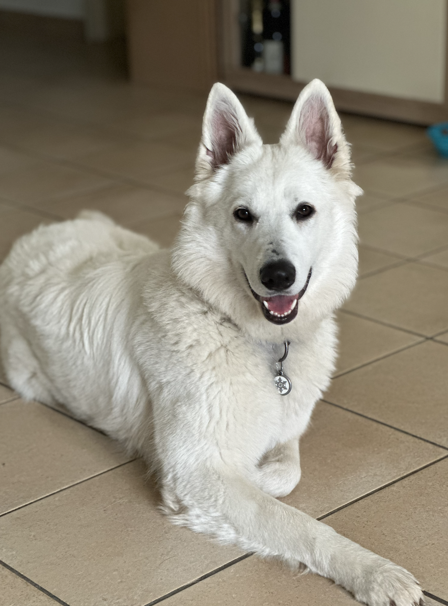 Exercice d’éducation canine en cours privé.28 Exercice d’éducation canine lors d’un cours privé pour améliorer la concentration et l’écoute du chien