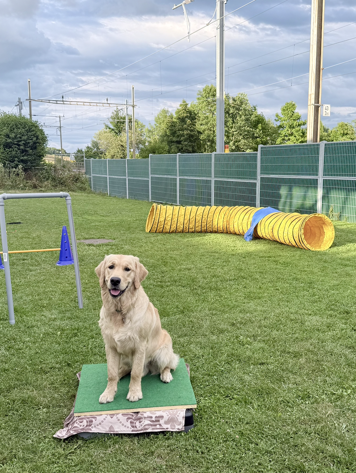 Activités canines ludiques avec votre chien Chien participant à une activité canine avec obstacles d’agility dans un espace extérieur à Céligny