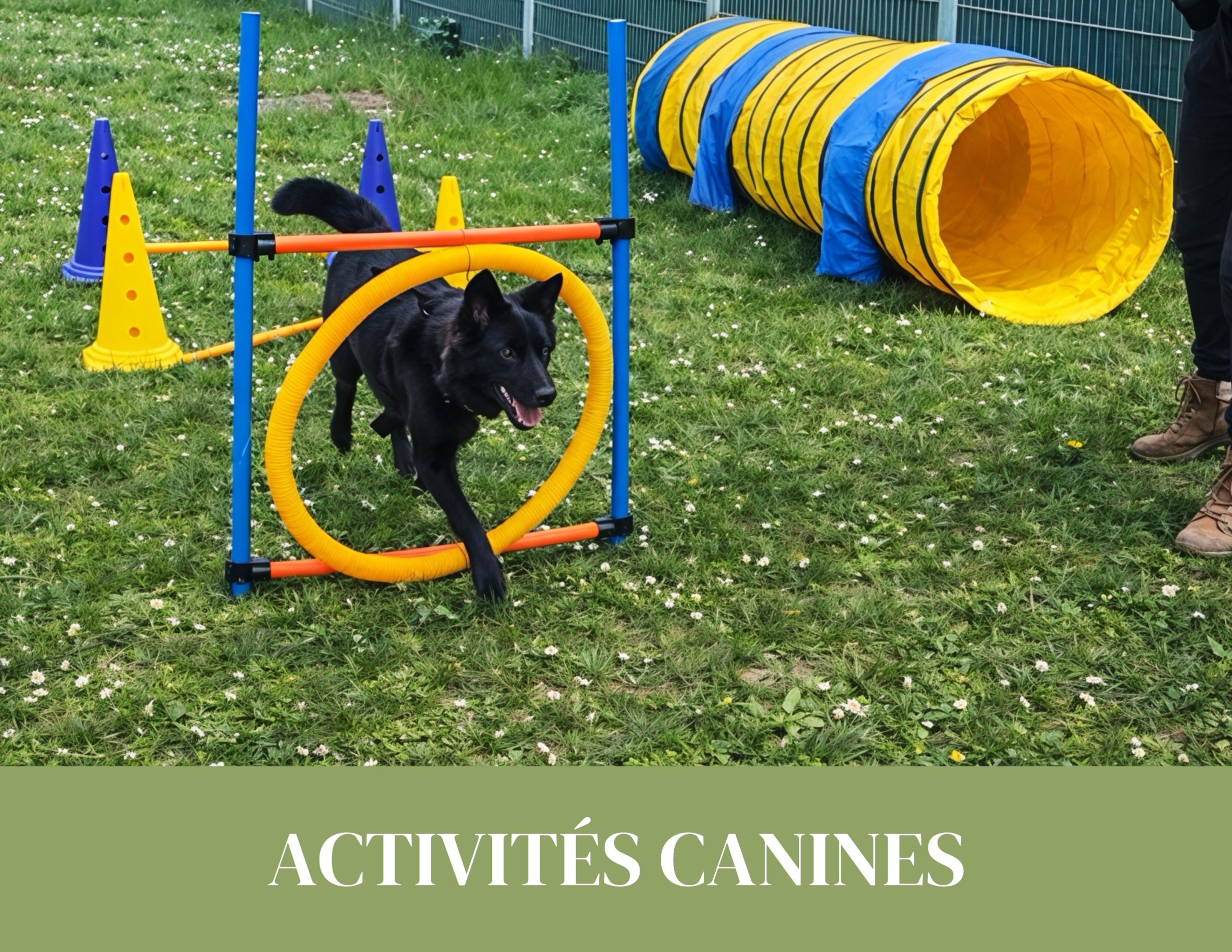 activités canines et agility pour chiens dans le canton de Vaud stimulation physique et mentale