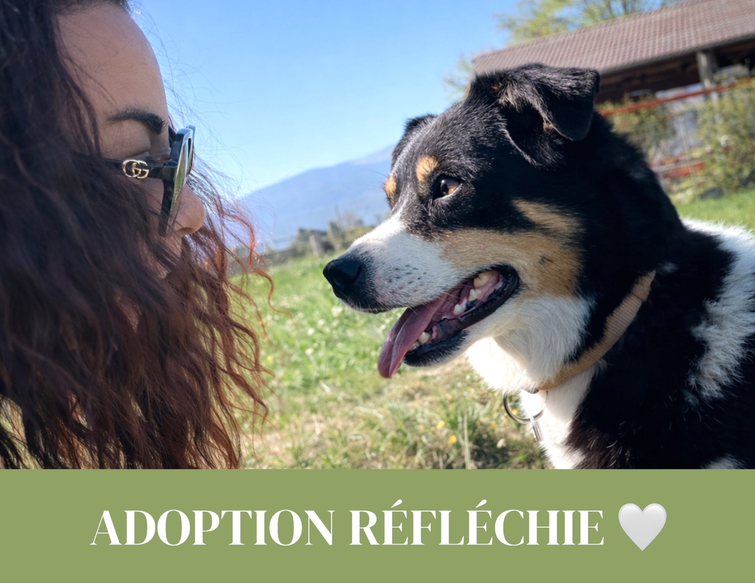 conseils pour adopter un chien en Suisse romande choix du chiot et préparation à l’adoption