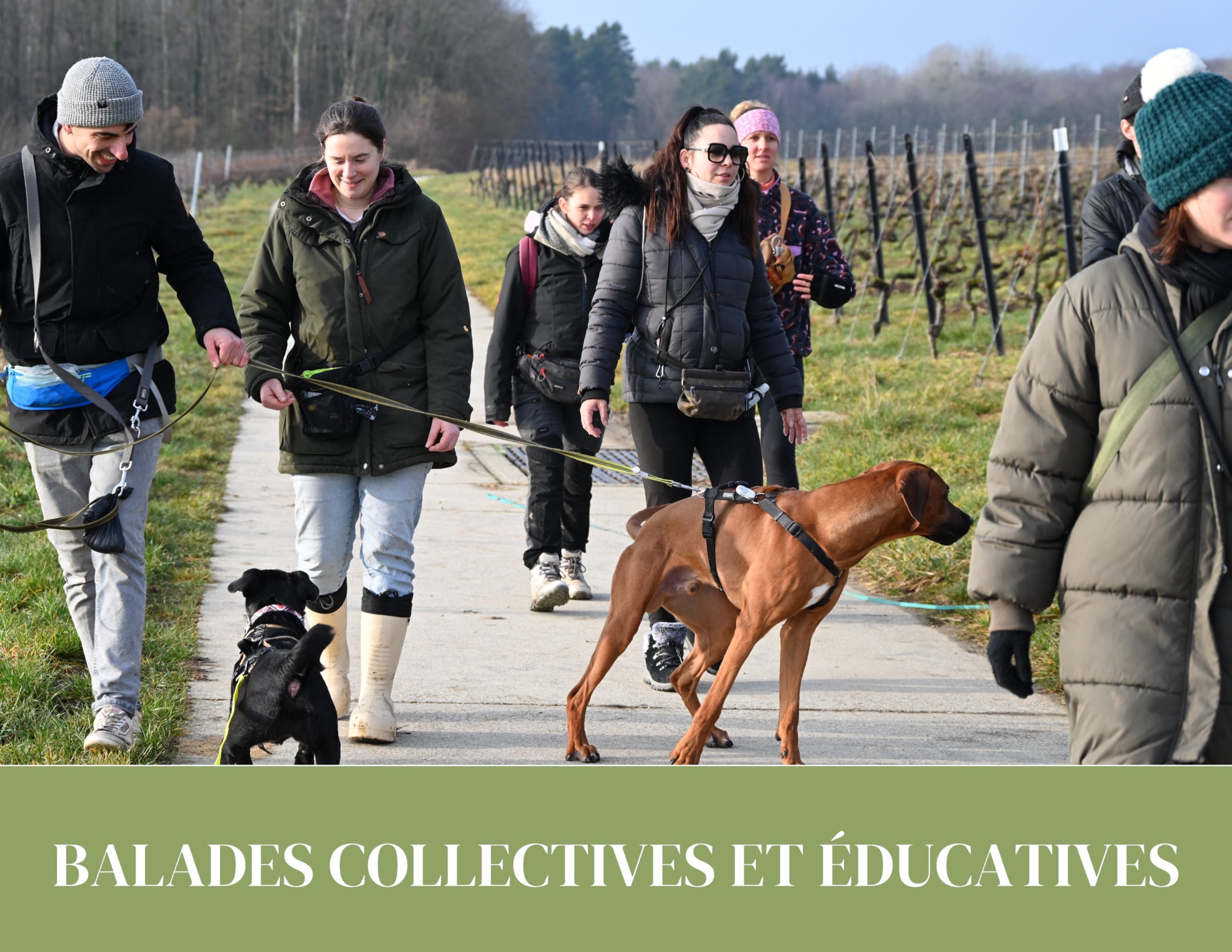 balade éducative pour chien à Céligny Terre Sainte et Nyon travail du comportement et accompagnement du propriétaire