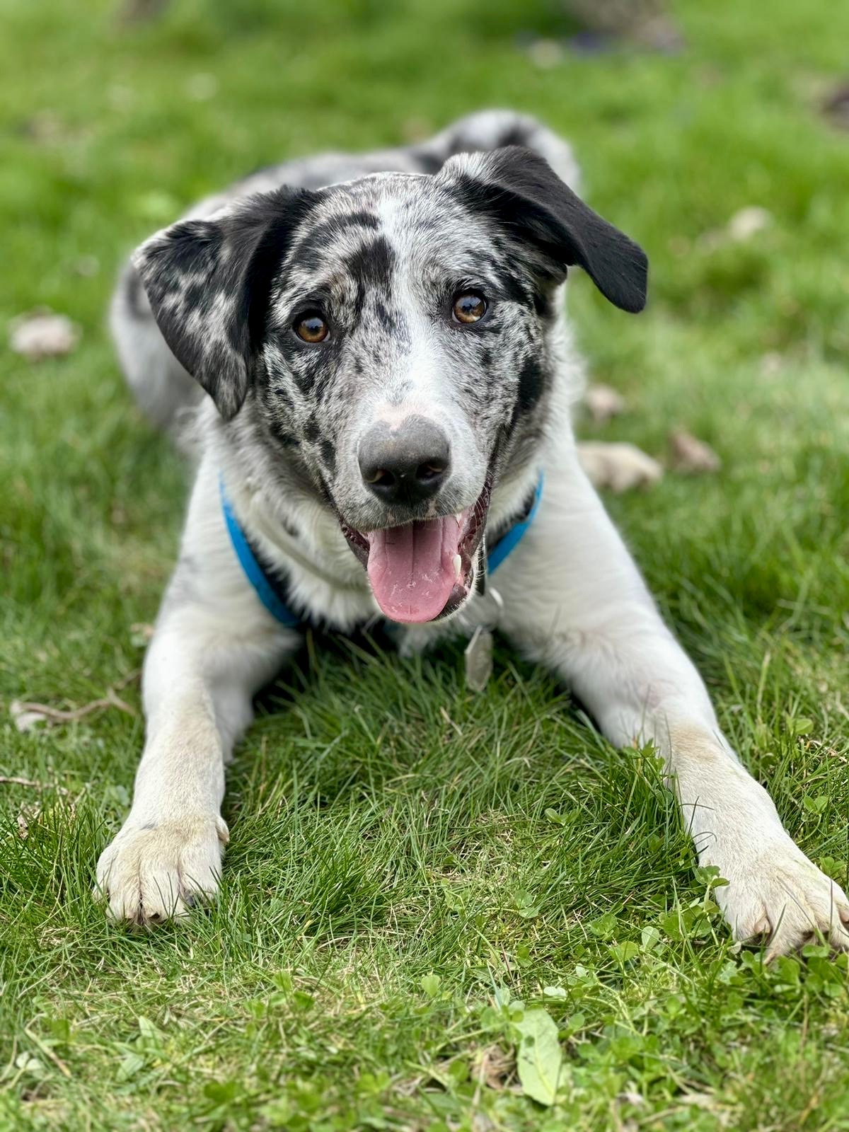 Chien détendu dans l’herbe – éducation canine Chiot allongé dans l’herbe regardant l’objectif, illustrant un chiot détendu et en confiance après un travail éducatif