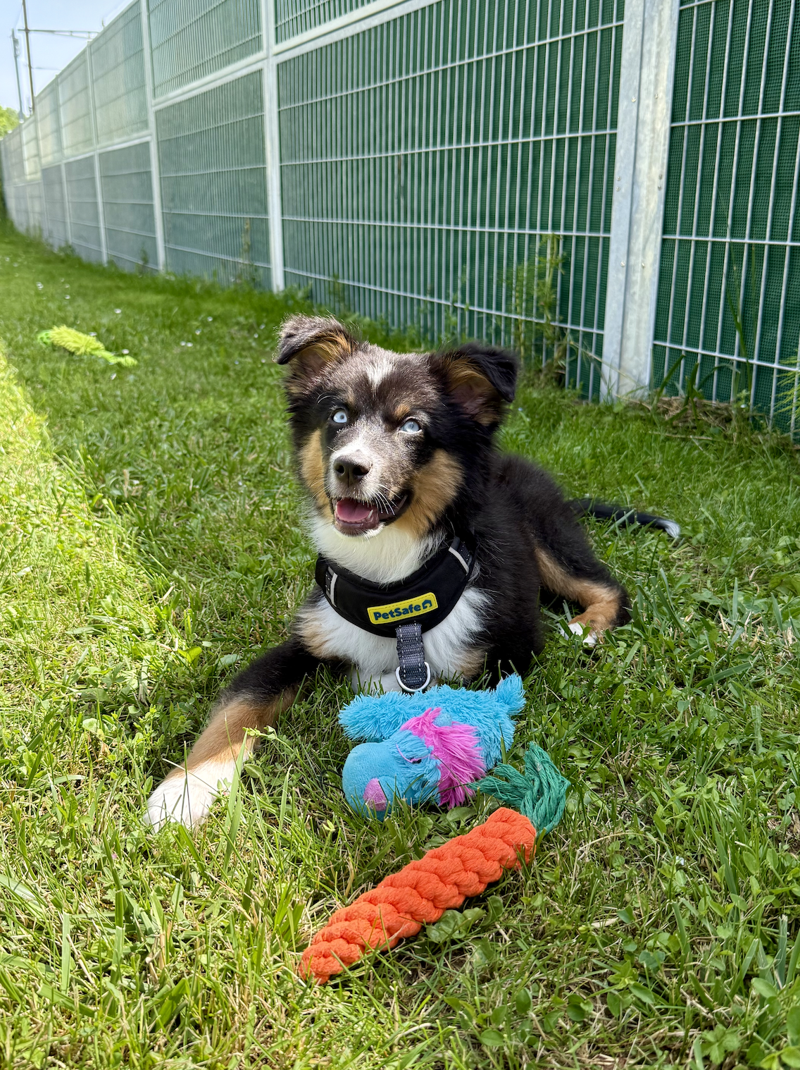 chiot-jeu-apprentissage-education-canine Chiot allongé dans l’herbe avec des jouets, illustrant l’apprentissage et la stimulation par le jeu