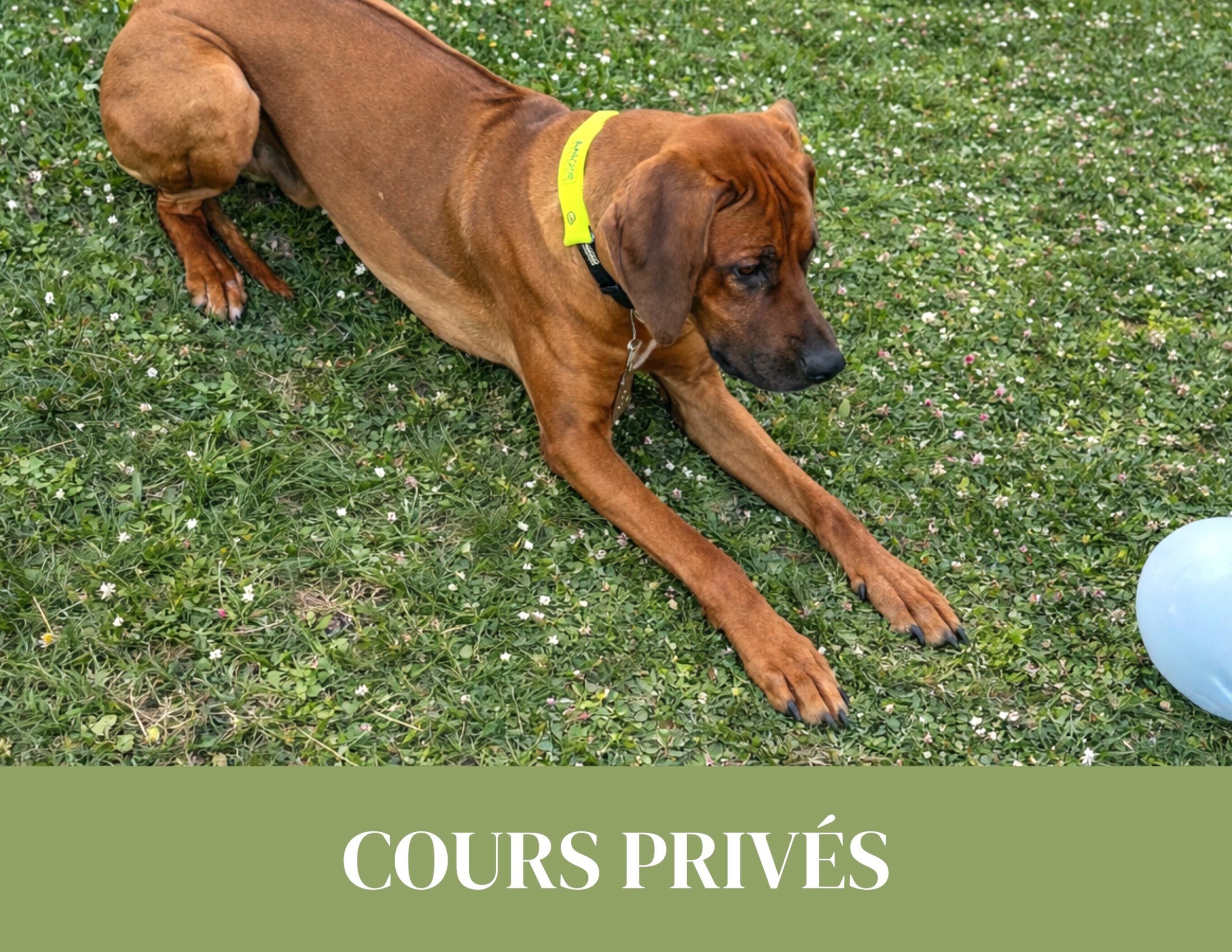 cours privés d’éducation canine à Céligny pour améliorer le comportement et l’obéissance du chien