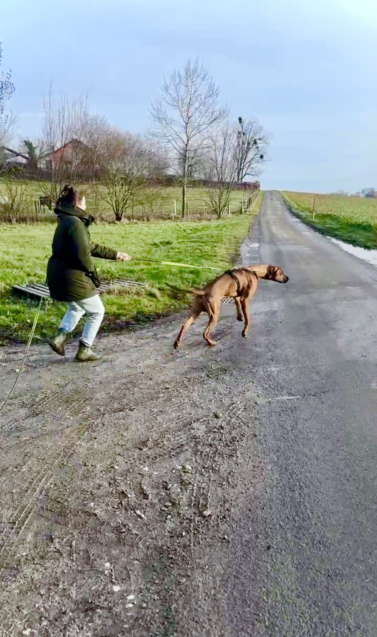 Travail de marche en laisse en cours privé Travail en cours privé avec un chien qui tire en laisse lors d’une balade éducative