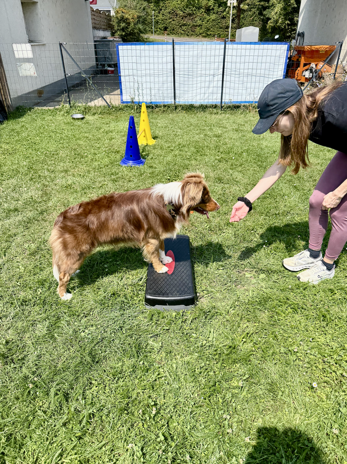 Exercice de proprioception pour chien en extérieur Chien réalisant un exercice d’équilibre sur un support lors d’une séance de proprioception en extérieur
