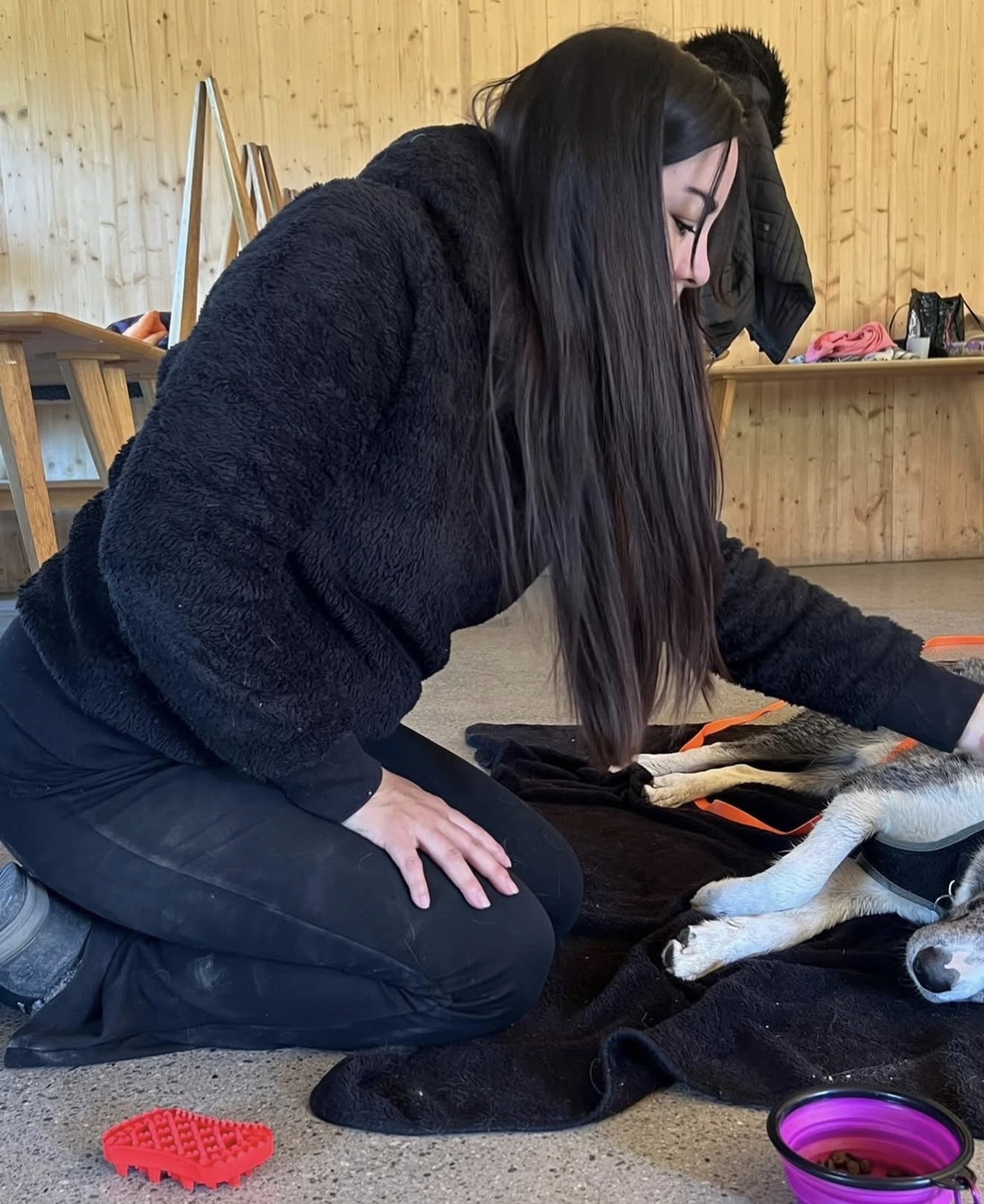 Soins coopératifs pour chien en douceur Personne manipulant un chien en douceur lors d’un exercice de soins coopératifs en intérieur