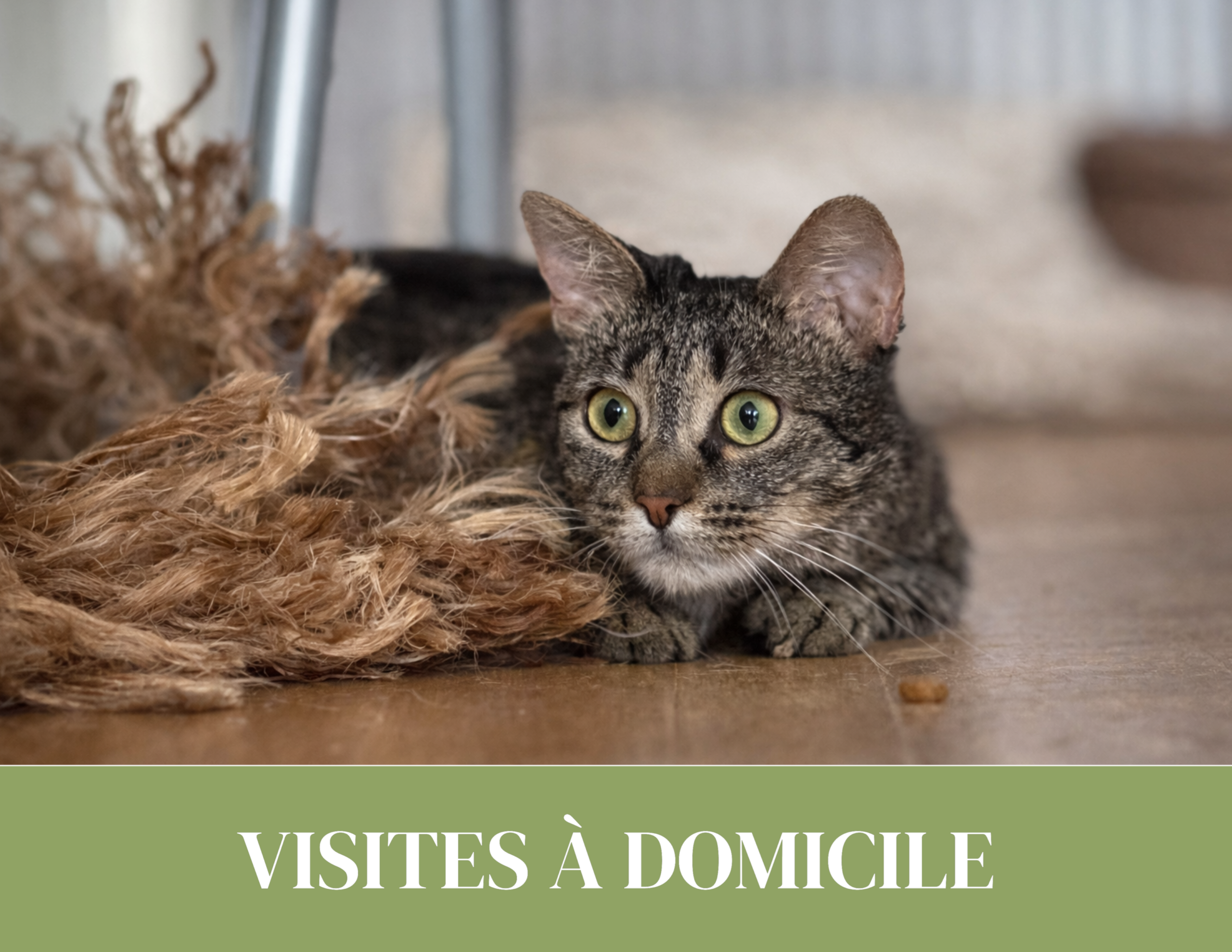 visite à domicile pour chat à Céligny Terre Sainte et Nyon garde de chat et soins à domicile