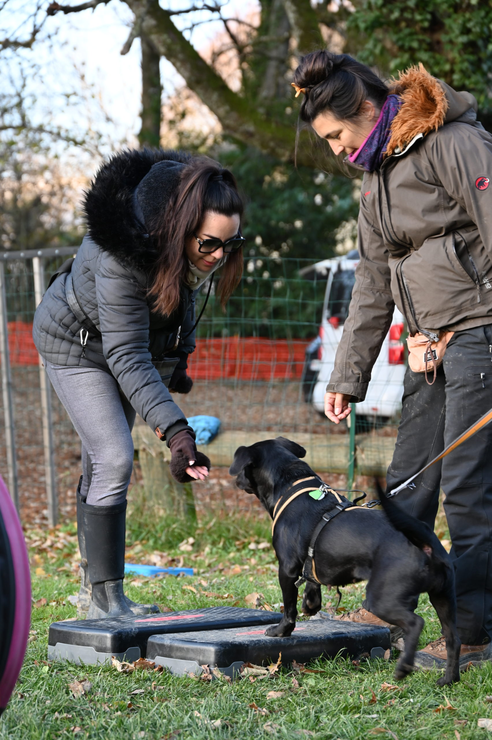 fitness-canin-et-proprioception